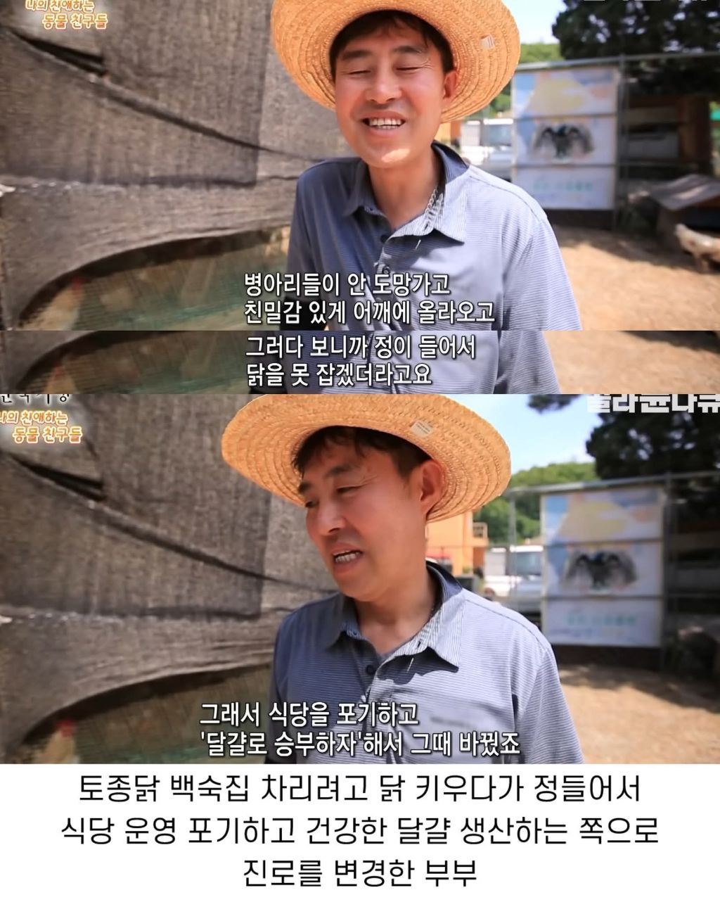 백숙집 하려고 닭 키우다 닭에게 정든 부부 | 인스티즈