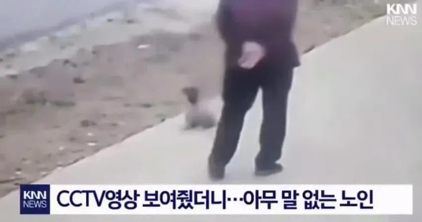 "개가 날 공격해서 넘어졌다" 배상 요구한 노인 | 인스티즈