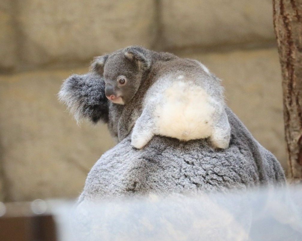 코알라 새끼의 엉덩이는 하얗고 푹신푹신🐨 | 인스티즈