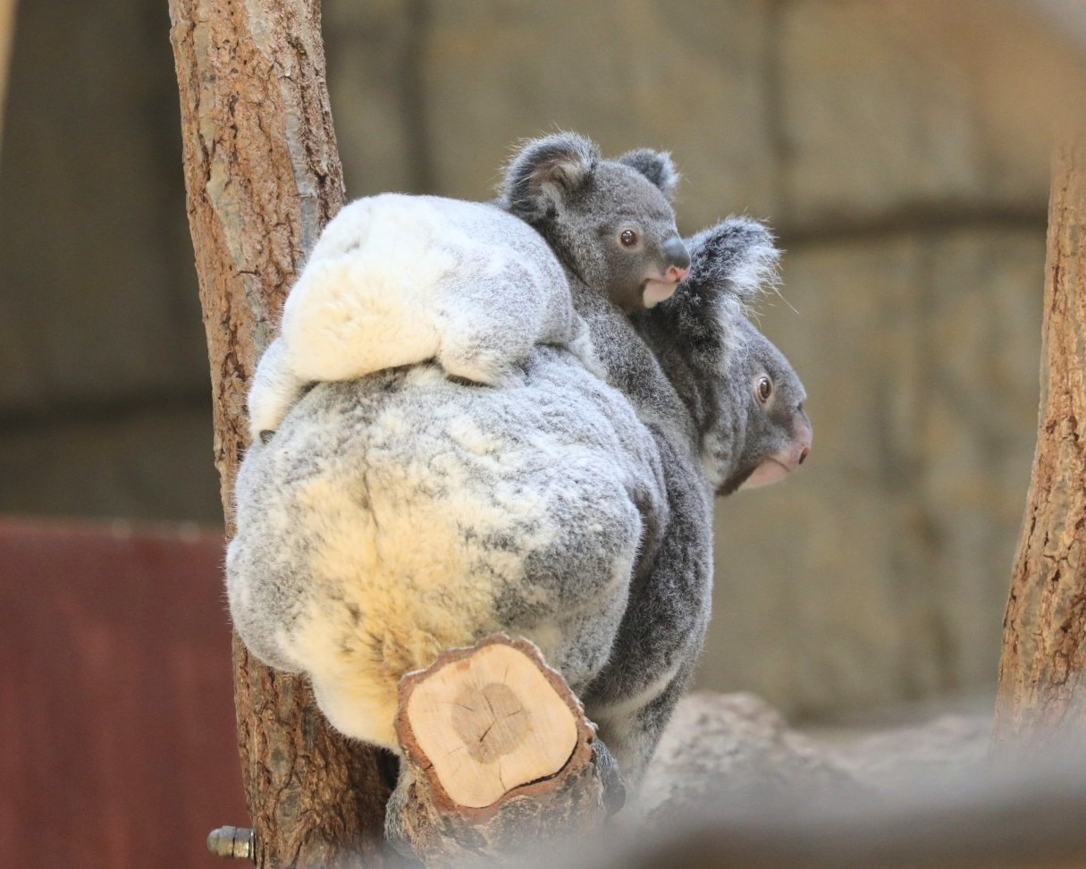 코알라 새끼의 엉덩이는 하얗고 푹신푹신🐨 | 인스티즈