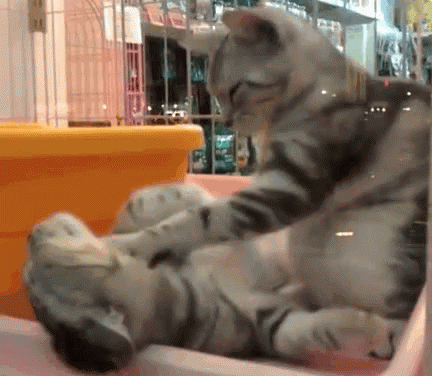 고양이 꾹꾹이 모음 | 인스티즈