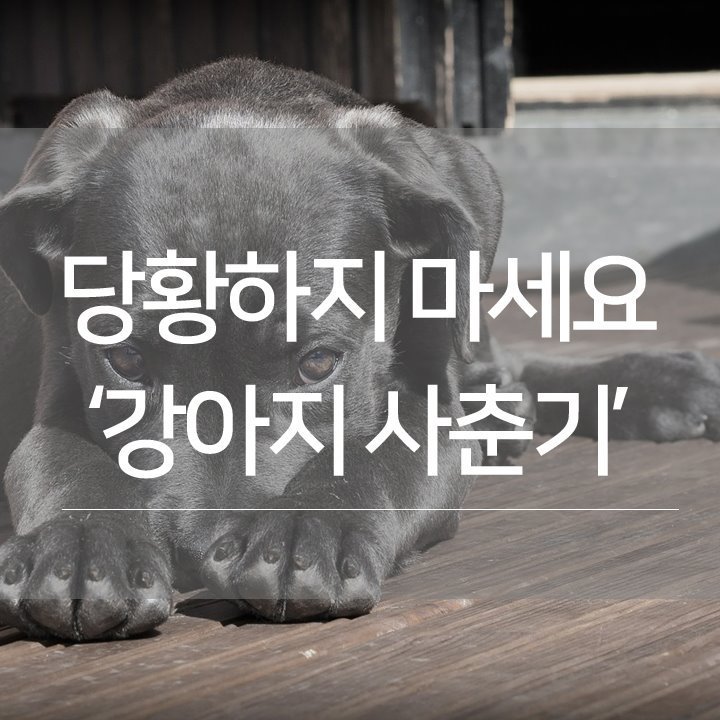강아지를 안 키워본 사람은 잘 모르는 사실 하나.fact | 인스티즈