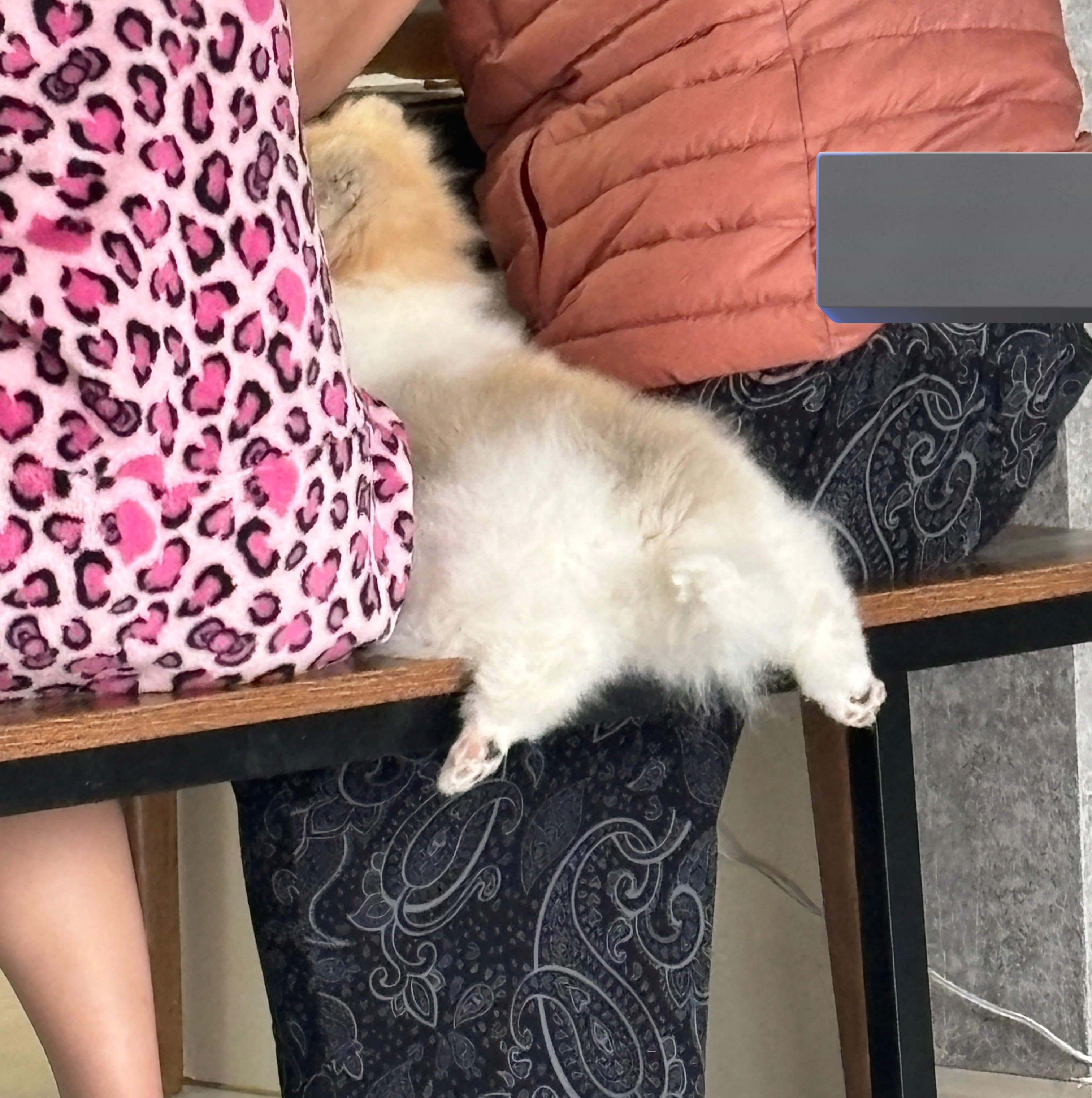 밥먹을때 맨날 이렇게 자연스럽게 끼어있음. 부르면 2번째사진처럼 쳐다봄 | 인스티즈