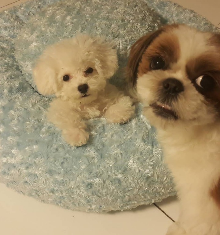 토니안&김재덕이 키우는 강아지 알렉산덕(비숑) | 인스티즈