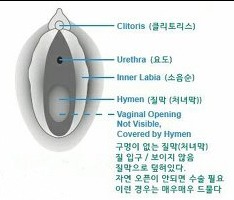 질막(처녀막)에 대해 넌 어디까지 알고있니? | 인스티즈
