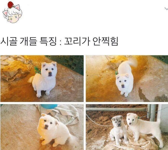 시골 개들 특징 | 인스티즈