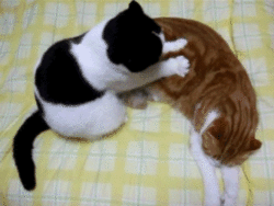 고양이 꾹꾹이 모음 | 인스티즈