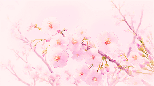 cherry blossom | 인스티즈
