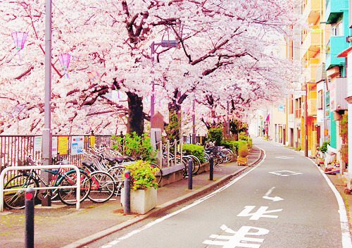 cherry blossom | 인스티즈