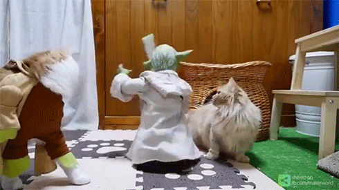 고양이 장난감 레전드.gif | 인스티즈