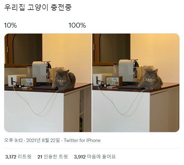 그것이 고양이니까 | 인스티즈