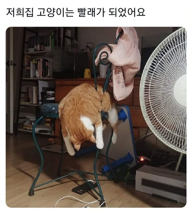 그것이 고양이니까 | 인스티즈