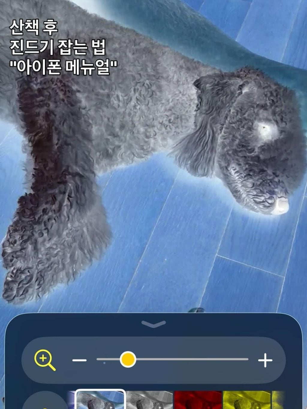 폰으로 강아지 산책 후 진드기 찾는 방법 | 인스티즈