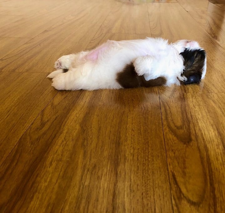 새끼 강아지때만 할 수 있다는 잠자는 자세를 맘껏 즐기는 갱얼쥐..⭐ .jpg | 인스티즈