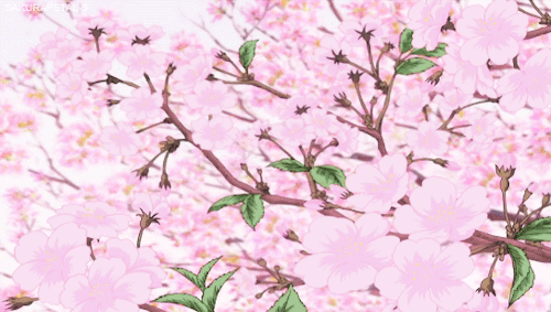 cherry blossom | 인스티즈
