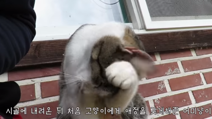 haha ha님이 유투브를 시작하게 해준 고양이 | 인스티즈