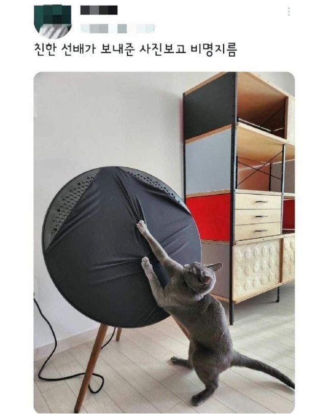 그것이 고양이니까 | 인스티즈