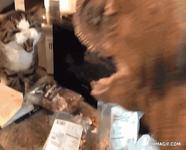 호랑이 두들겨 패는 고양이.gif | 인스티즈
