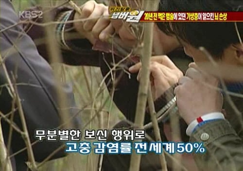 뱀술 마신 뒤로 2주째 비슷한 꿈을 꿉니다 | 인스티즈
