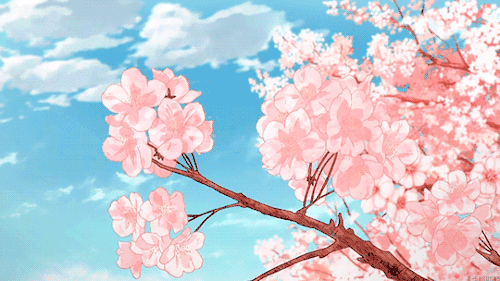 cherry blossom | 인스티즈