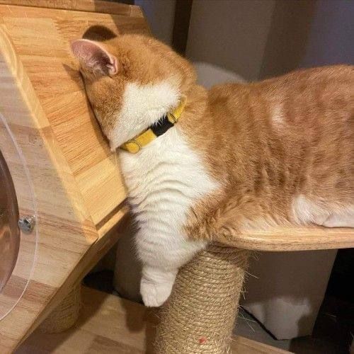 그것이 고양이니까 | 인스티즈