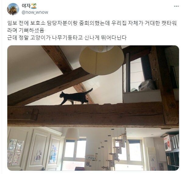 그것이 고양이니까 | 인스티즈