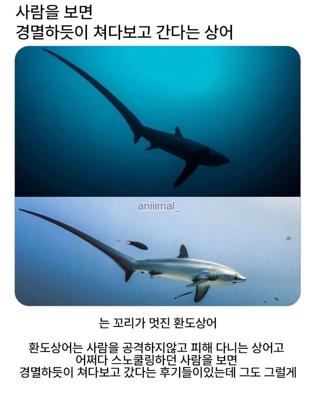 사람을 경멸하듯 본다는 상어 | 인스티즈
