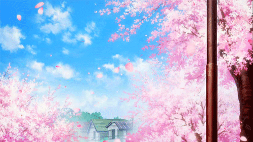 cherry blossom | 인스티즈