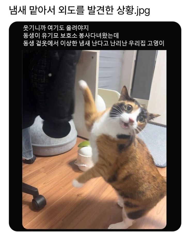 그것이 고양이니까 | 인스티즈
