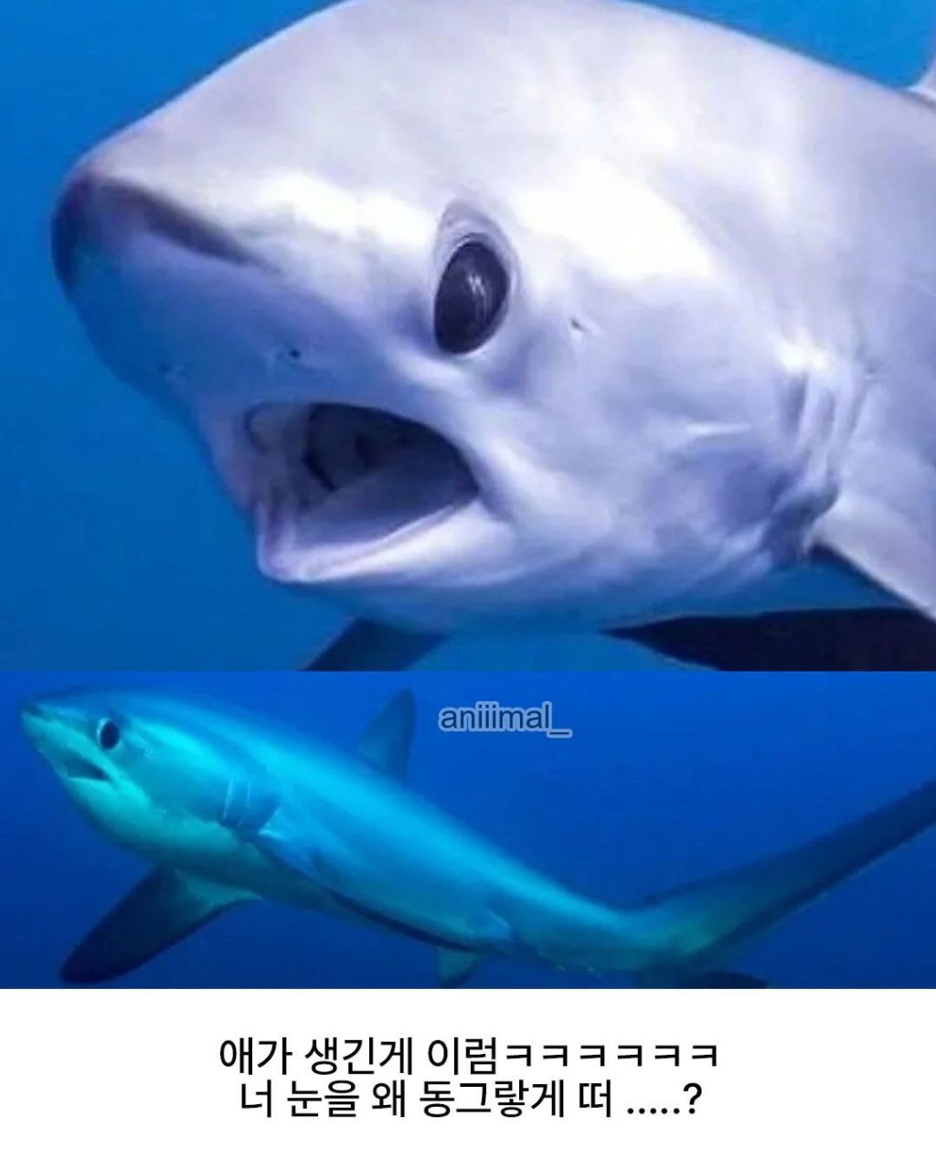 사람을 경멸하듯 본다는 상어 | 인스티즈
