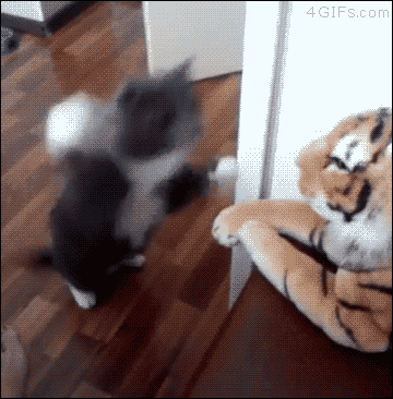 호랑이 두들겨 패는 고양이.gif | 인스티즈