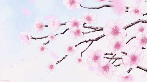 cherry blossom | 인스티즈
