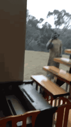 캥거루는 니가 생각하는것만큼 귀여운 동물이 아니야 | 인스티즈
