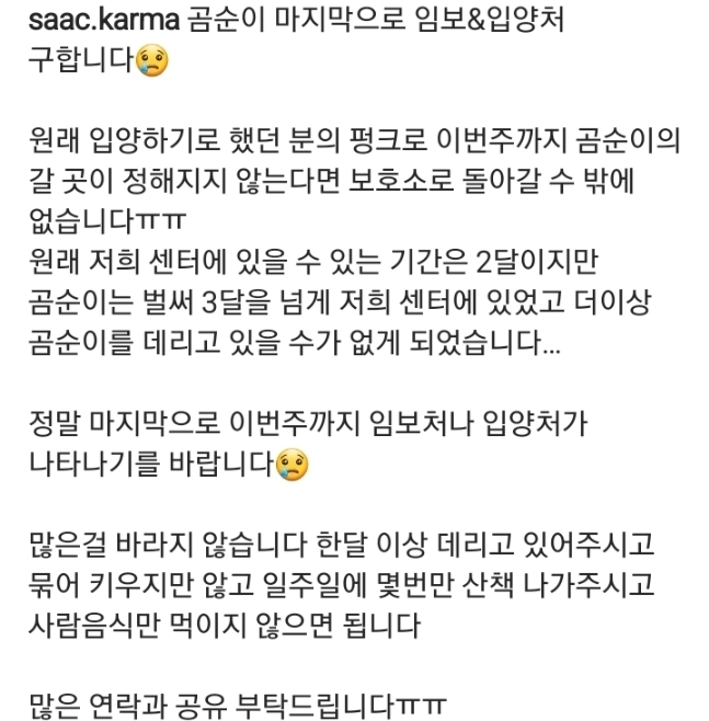 설인아 반려견 방줄리 인스타그램(유기견 출신 진도믹스) | 인스티즈