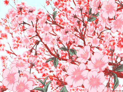 cherry blossom | 인스티즈