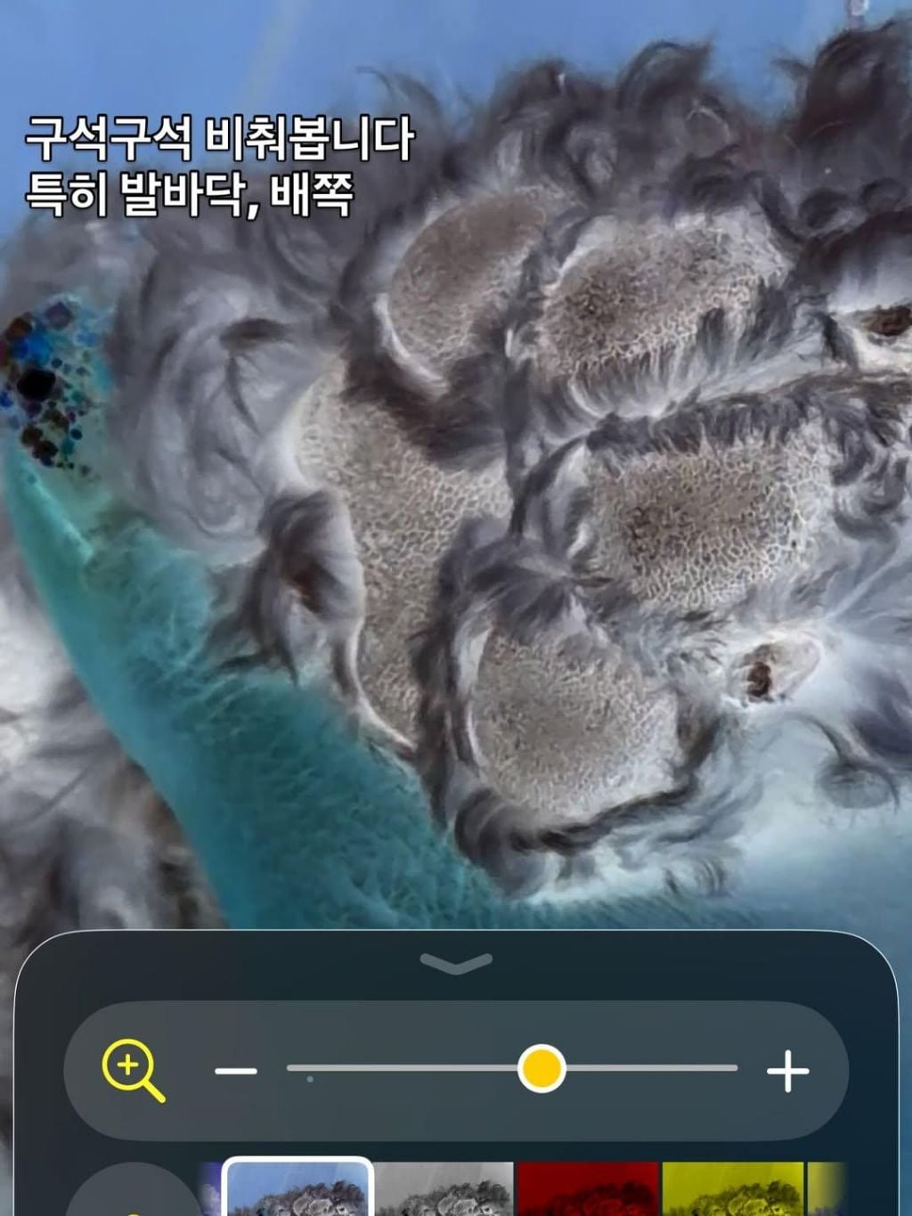 폰으로 강아지 산책 후 진드기 찾는 방법 | 인스티즈