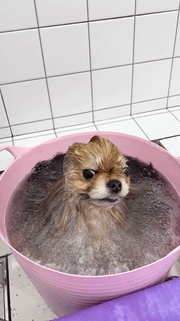 물에 녹아버린 댕댕이 ㅋㅋㅋ.GIF | 인스티즈