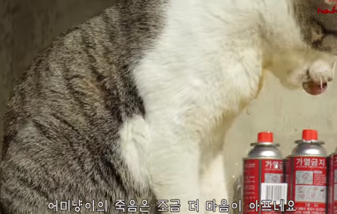 haha ha님이 유투브를 시작하게 해준 고양이 | 인스티즈