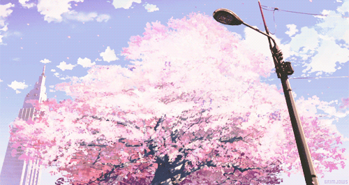 cherry blossom | 인스티즈
