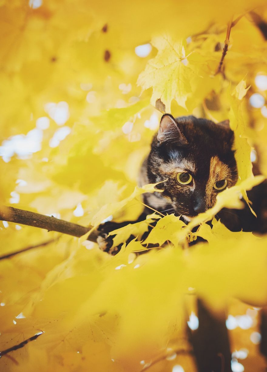 고양이의 사계절 | 인스티즈
