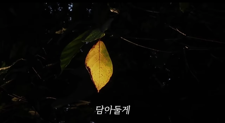 반려묘를 떠나보낸 유튜버가 올린 영상 | 인스티즈