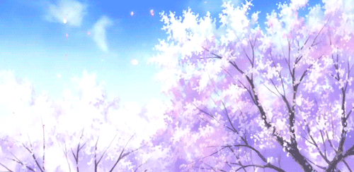 cherry blossom | 인스티즈