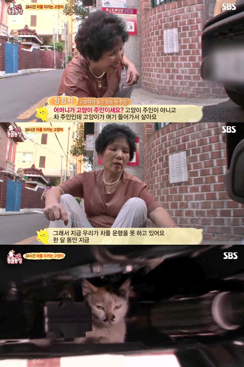 고양이때문에 택시 타고 다니는 가족 | 인스티즈