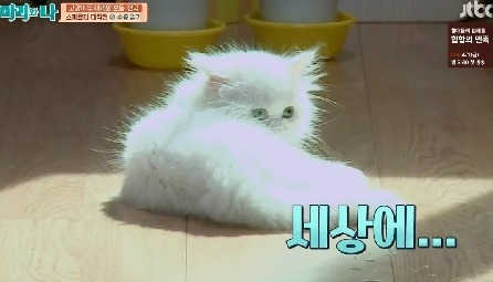 아깽이들한테 많이보이는거같은 민들레냥 | 인스티즈