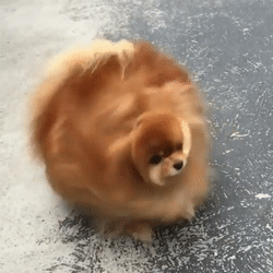 온몸으로 물을 터는 강아지들의 습관.gif | 인스티즈