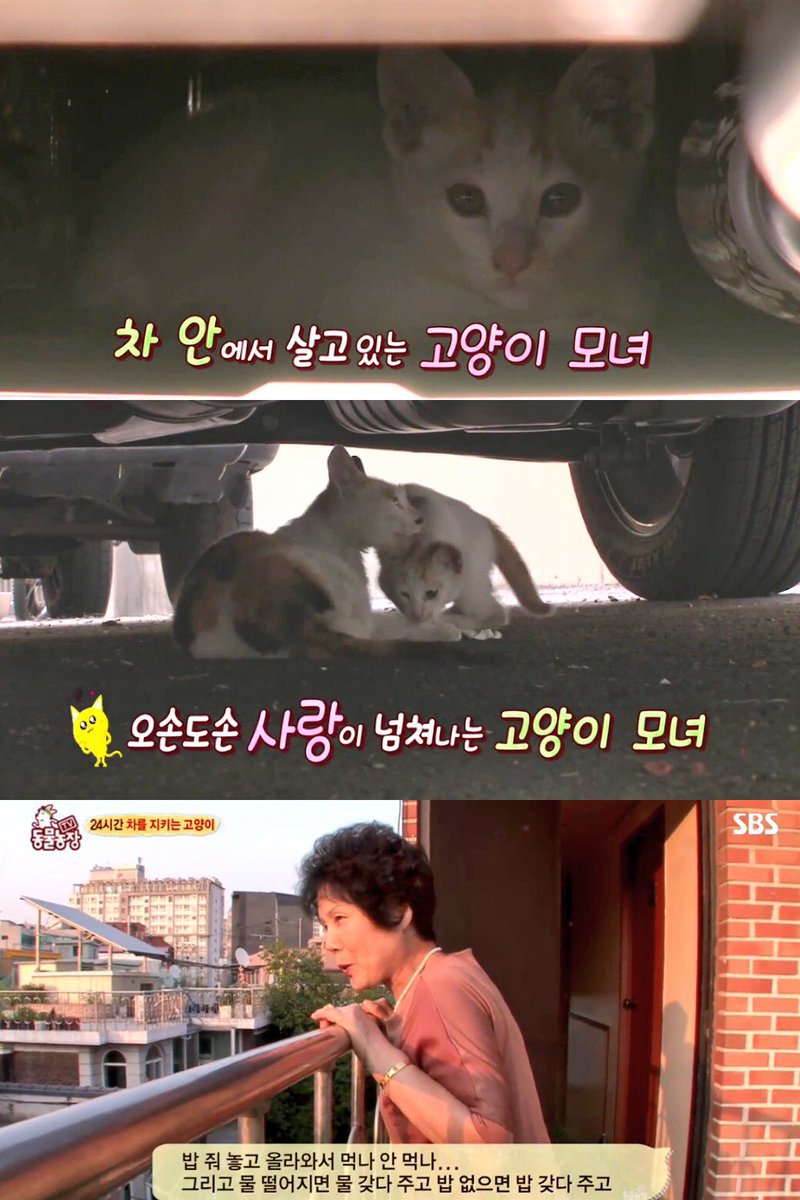 고양이때문에 택시 타고 다니는 가족 | 인스티즈