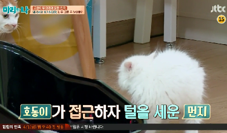 아깽이들한테 많이보이는거같은 민들레냥 | 인스티즈