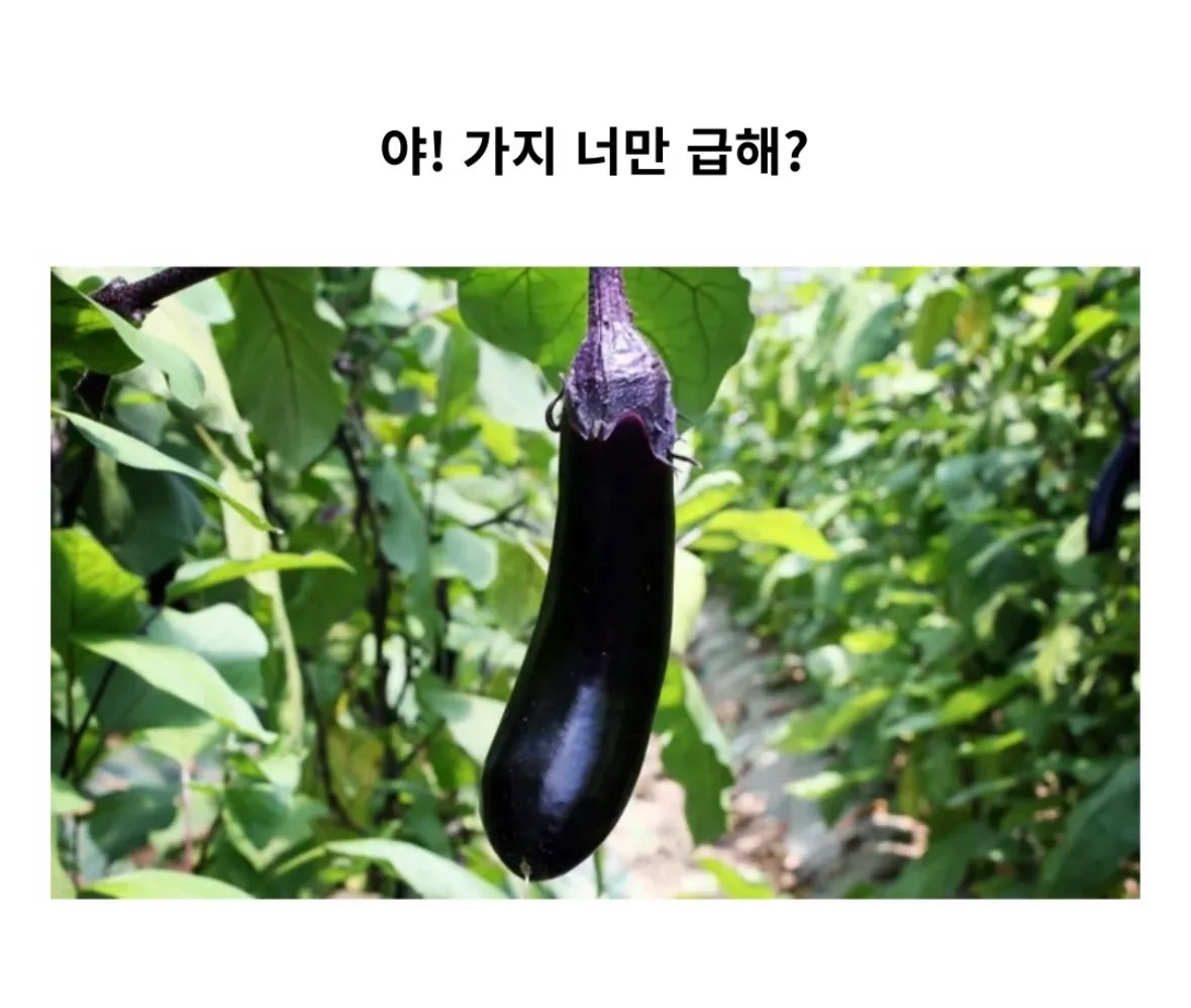 ??:야! 가지 너만 급해? | 인스티즈