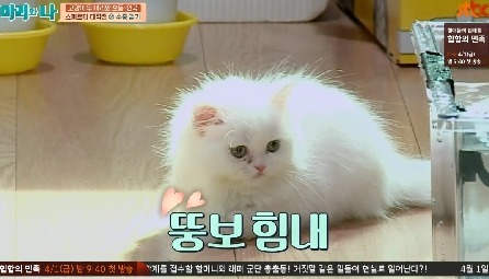 아깽이들한테 많이보이는거같은 민들레냥 | 인스티즈