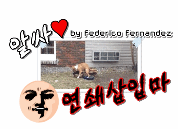 고양이 vs 너구리.gif | 인스티즈